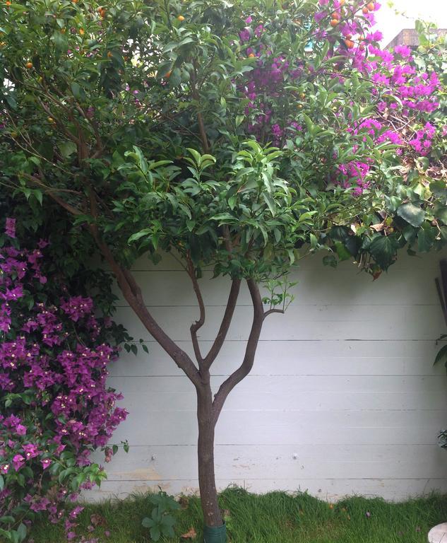 A Casa Di Lolu Bed and Breakfast Grottammare Εξωτερικό φωτογραφία